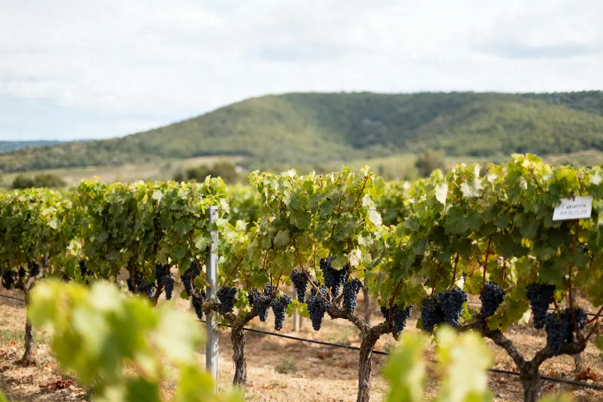 Vignoble de Cabernet d'Anjou avec raisins mûrs, colline verdoyante en arrière-plan, ciel partiellement nuageux.