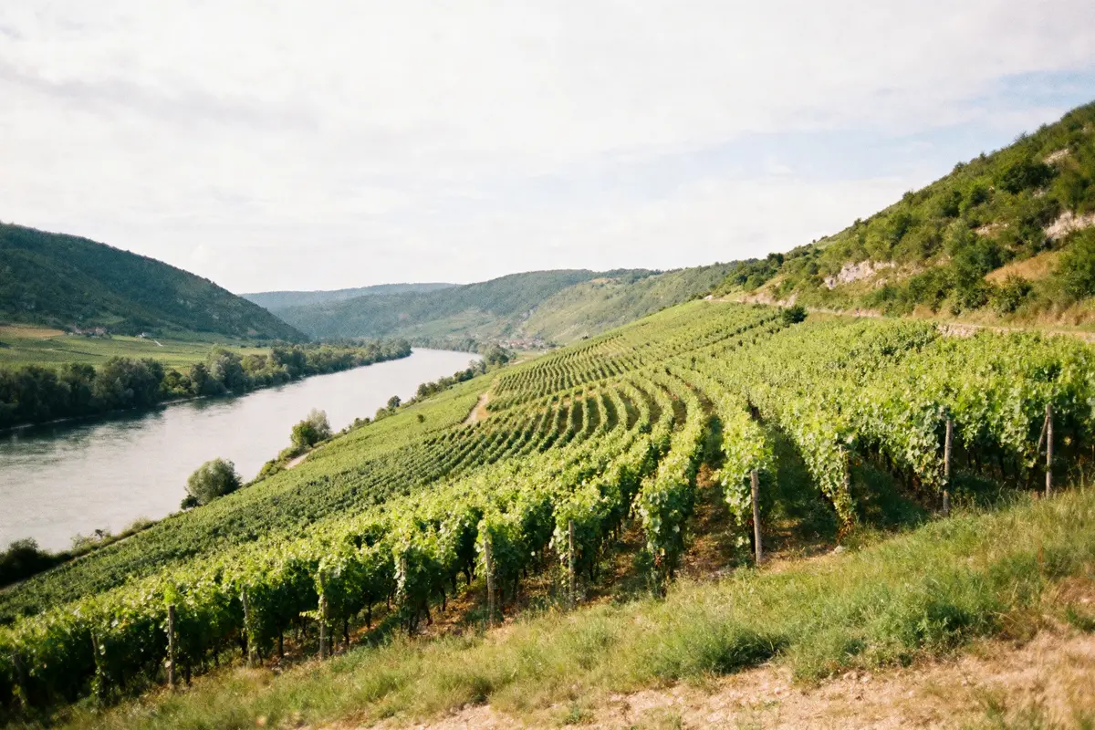 Vignoble verdoyant en terrasse, bordant une rivière sinueuse, encadré par des collines sous un ciel légèrement nuageux.