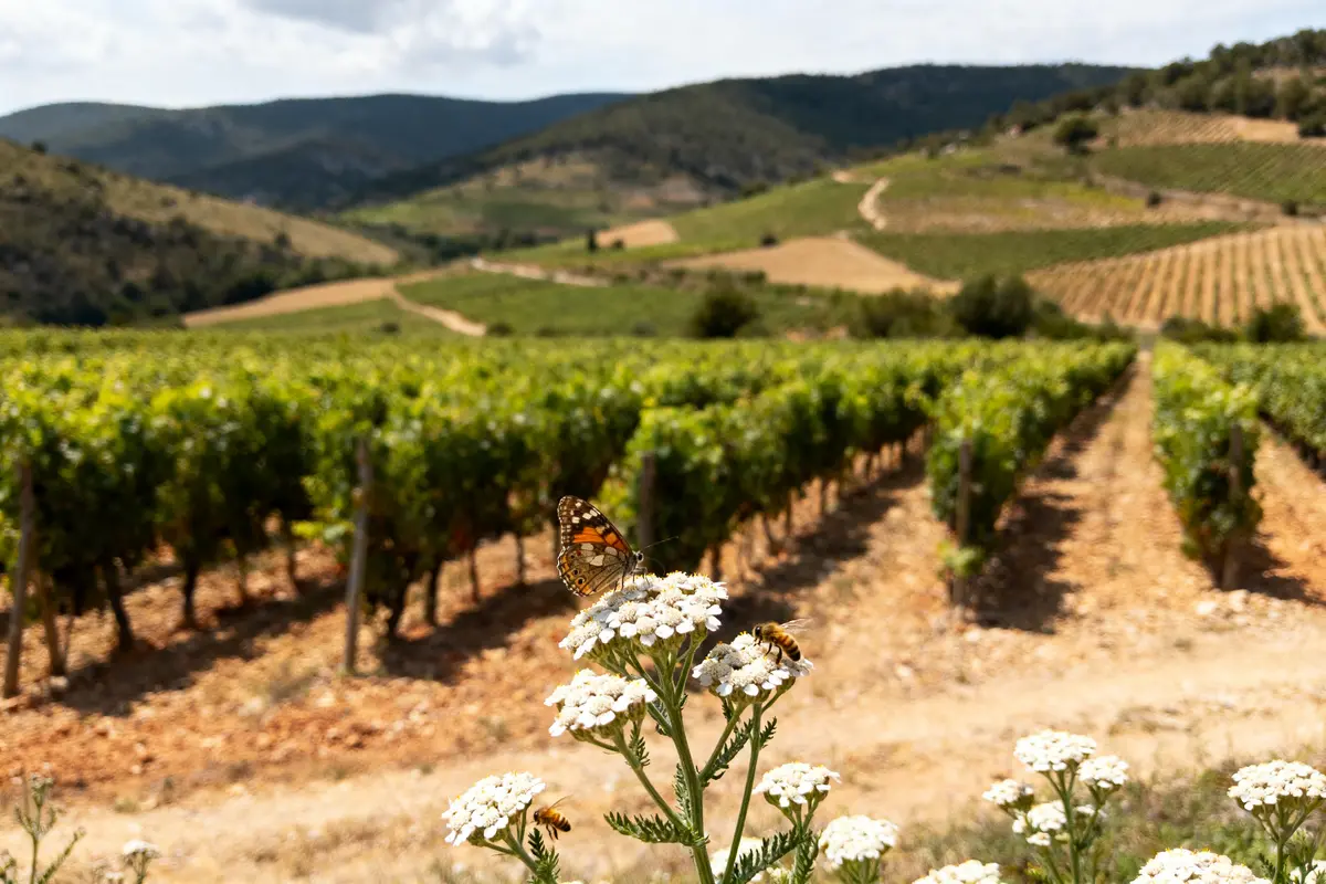 Papillon et abeilles sur fleurs blanches devant un vignoble avec collines en arrière-plan. Paysage estival.