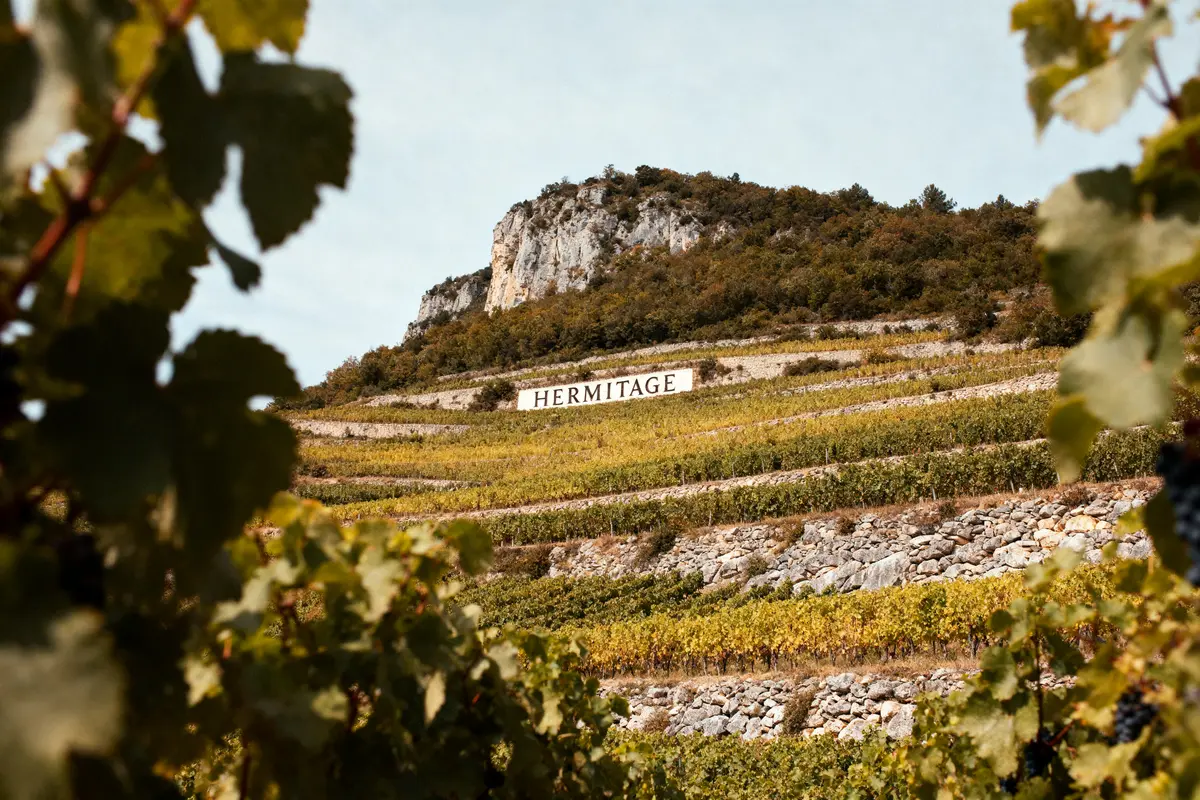 Paysage de vignoble en terrasses à Hermitage sous ciel bleu, entouré de feuillage verdoyant.