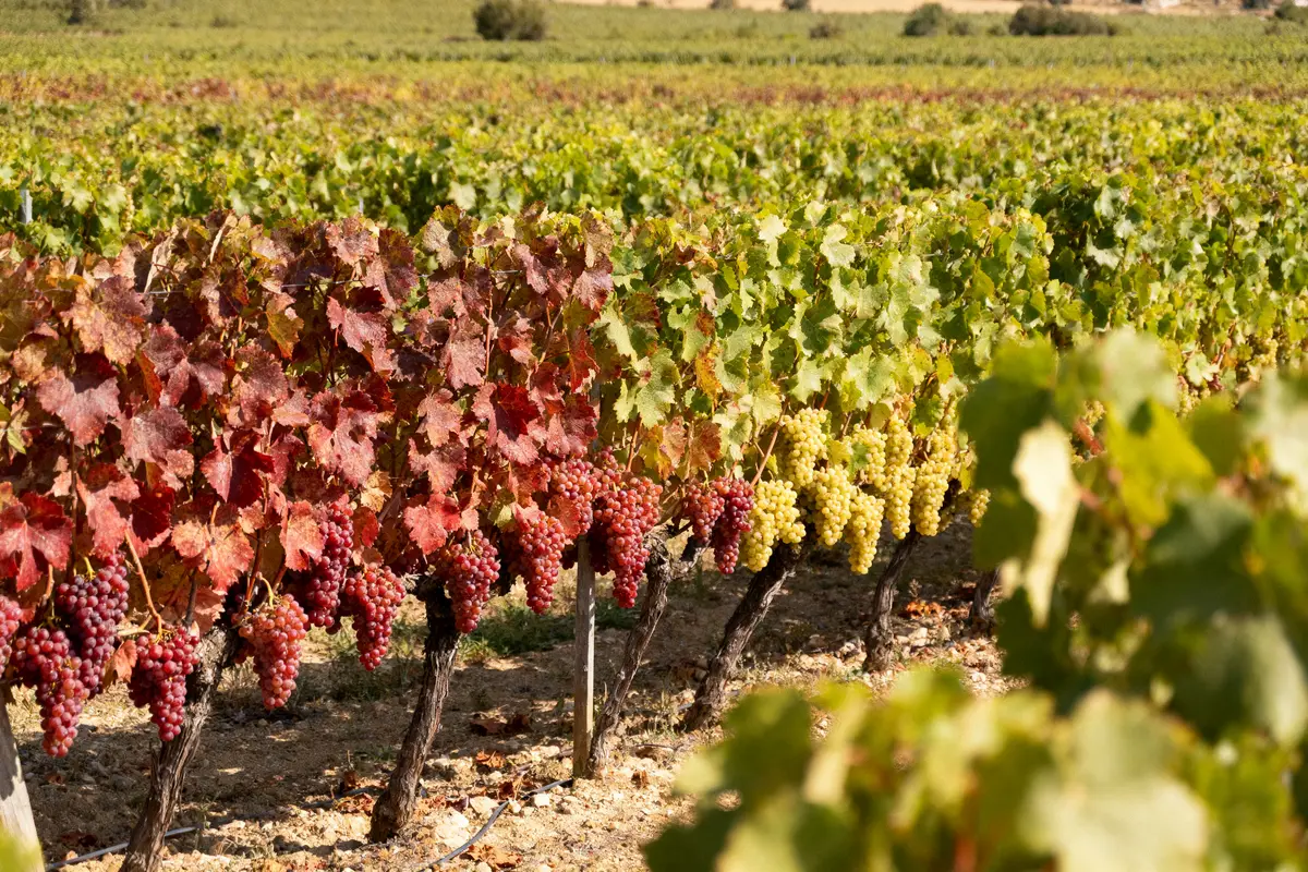 Vignoble en automne avec raisins rouges et verts, feuilles colorées, ciel dégagé en arrière-plan.