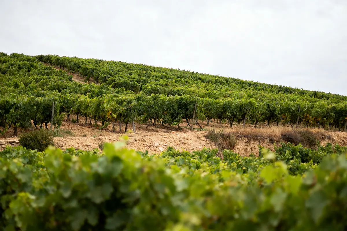 Vignoble en pente avec rangées de vignes vertes sous un ciel nuageux.