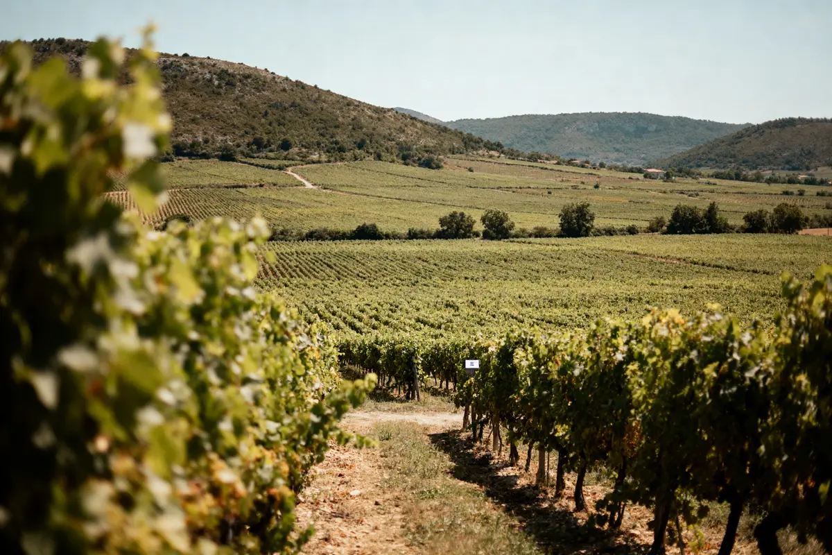 Rousset les vignes : guide pratique, randos et vignobles