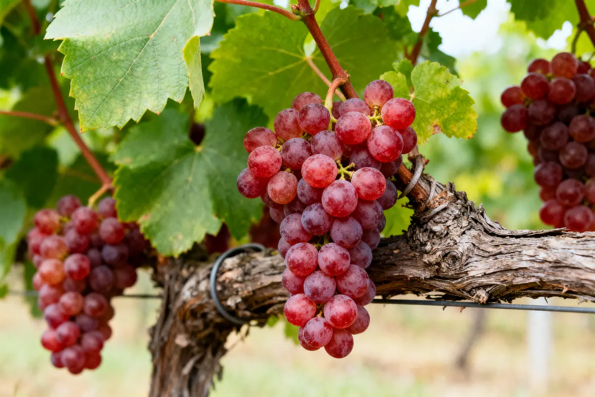 Bienfaits de la vigne rouge pour la circulation et les jambes légères