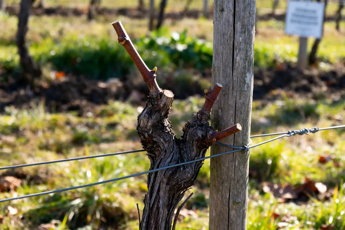 Bouture de vigne : méthode simple pour réussir à coup sûr !
