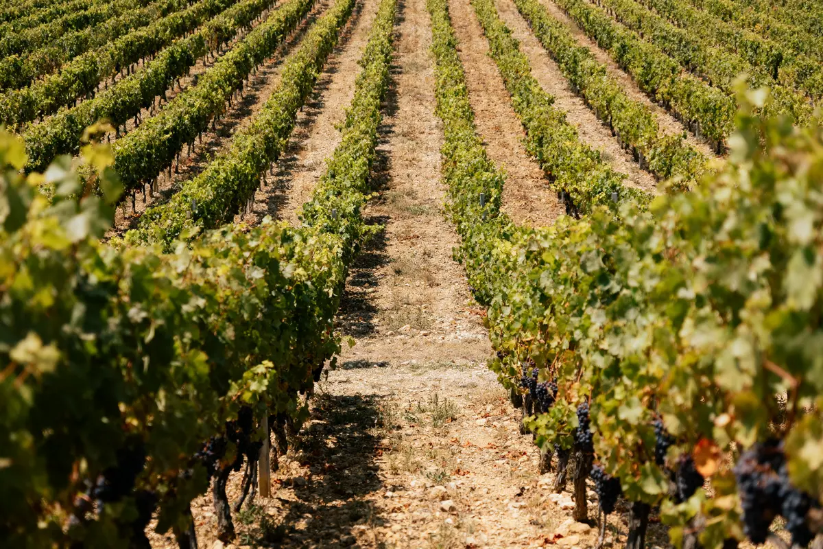Vignes alignées dans un champ, avec raisins mûrs, sous ciel clair et ensoleillé.