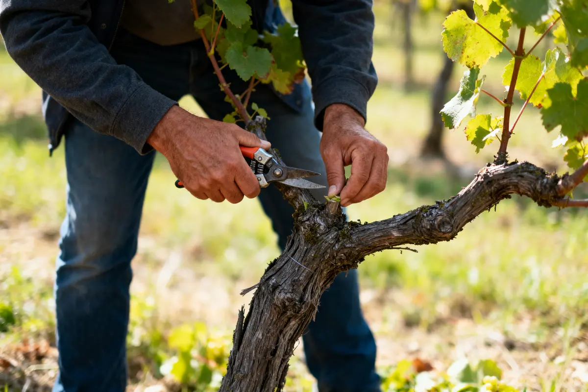 Comment tailler la vigne en gobelet : Techniques et astuces