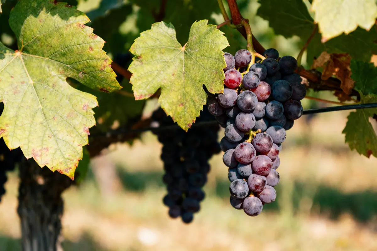 Grappe de raisins violets mûrs accrochée à la vigne avec larges feuilles vertes.