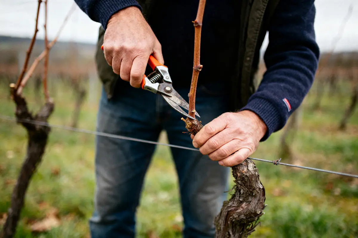 Quand tailler la vigne ? Guide complet pour bien réussir