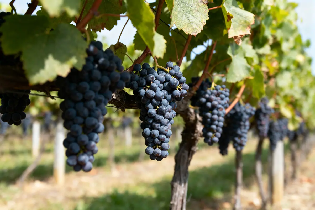 Quand vendanger le raisin : Choisir le moment idéal selon la région
