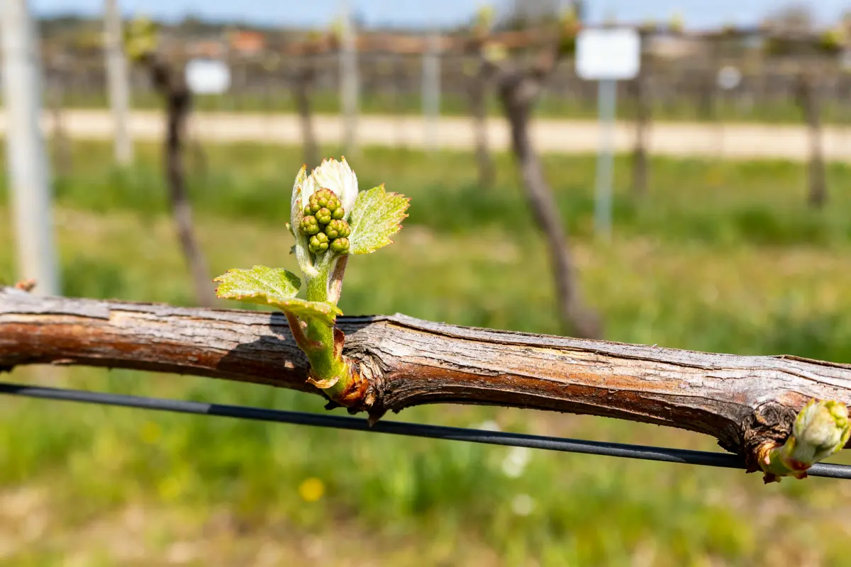 Sarment de vigne : usages, barbecue, fumage et astuces