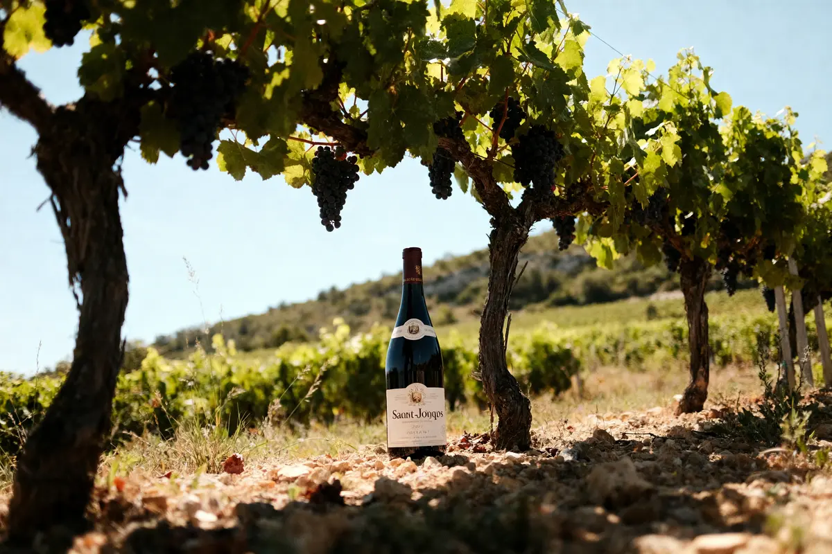 Bouteille de vin rouge entre vignes et raisins, paysage de vignoble en arrière-plan, ciel bleu lumineux.