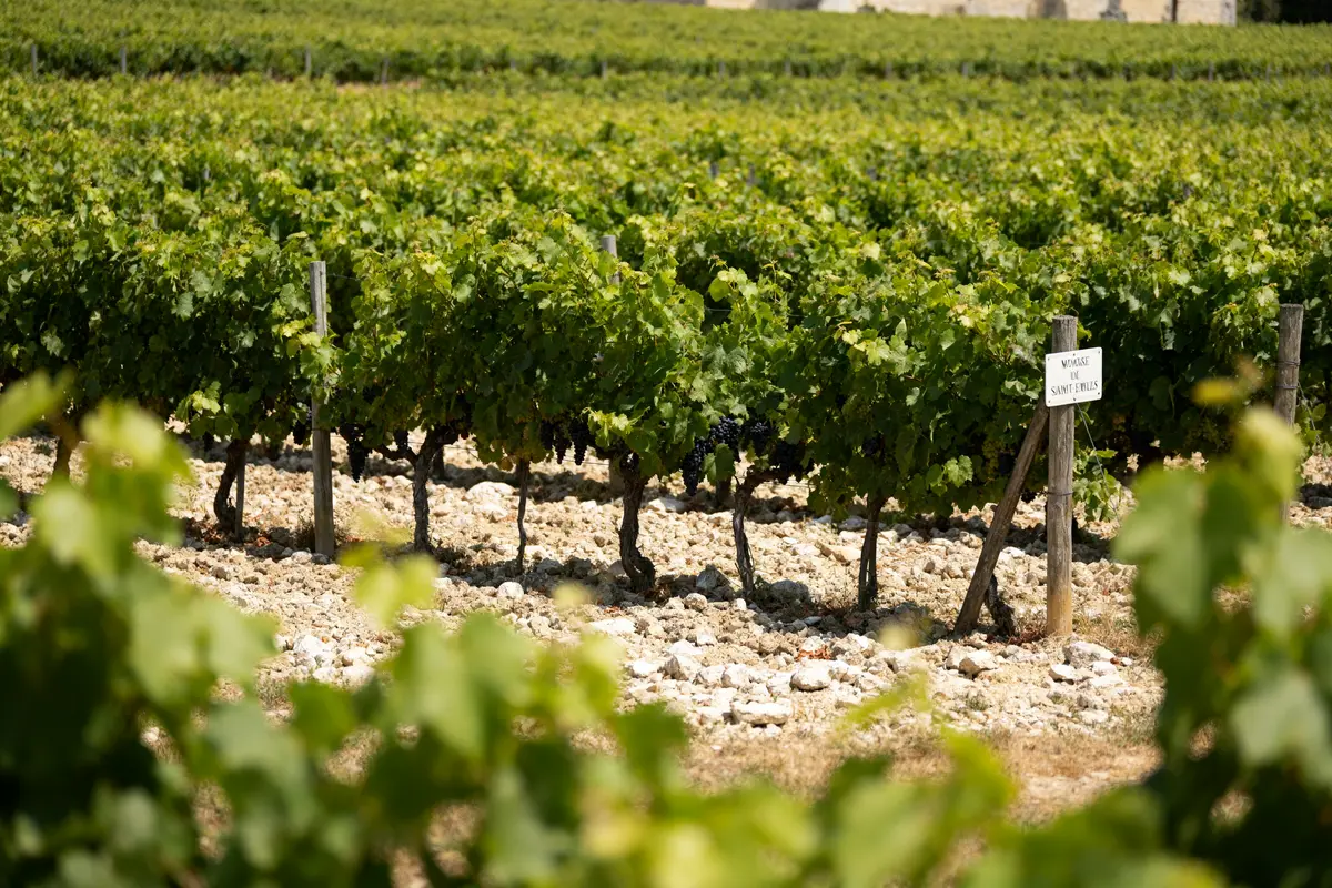 Montagne-Saint-Émilion : découvrez terroirs, vins et paysages