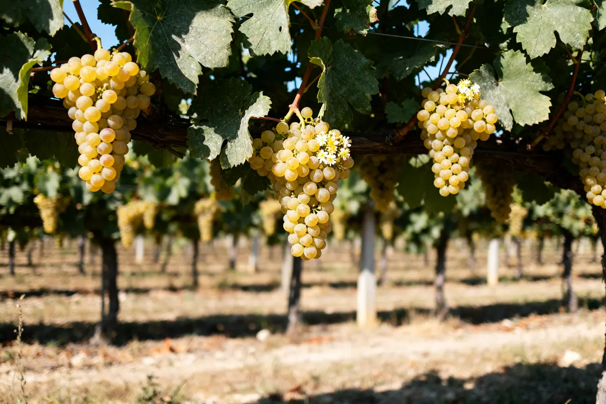 Muscat : guide complet du cépage, arômes et vins