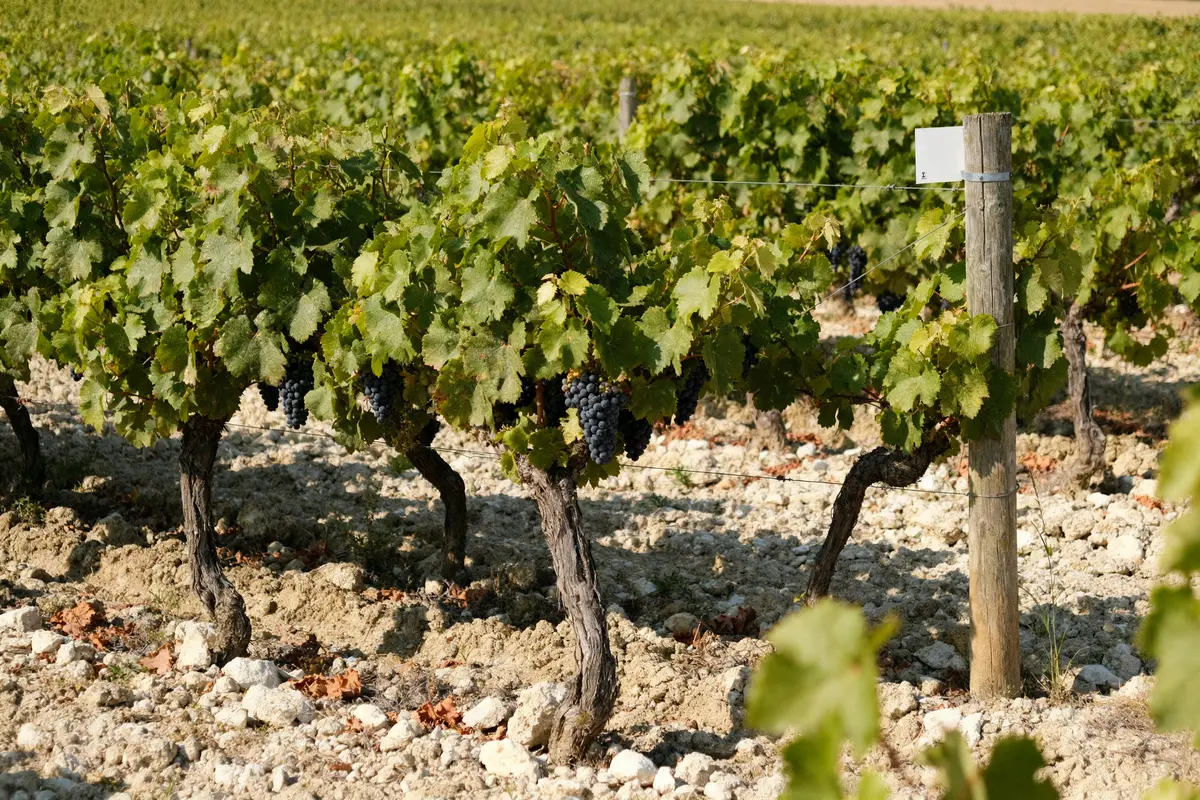 Lussac Saint-Émilion : guide complet des vins et appellation