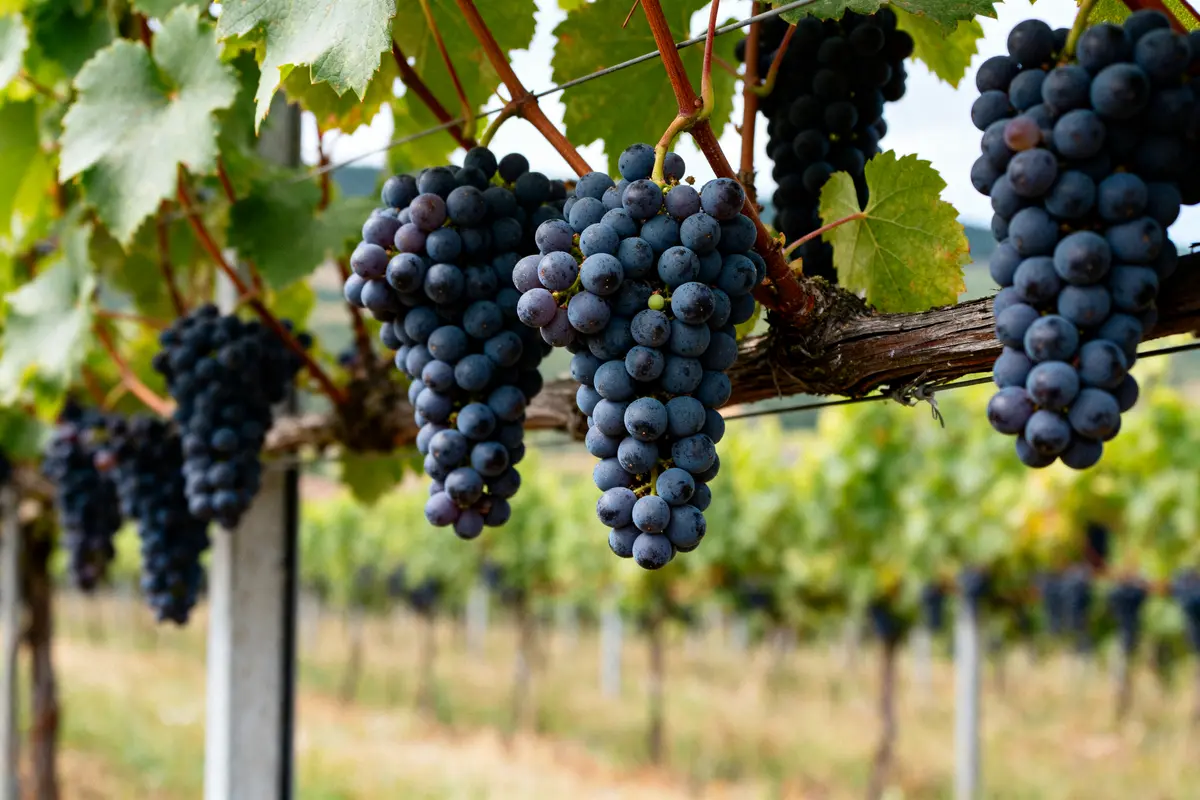 Grappe de raisins noirs sur vignoble pour production de vin Riesling en Alsace