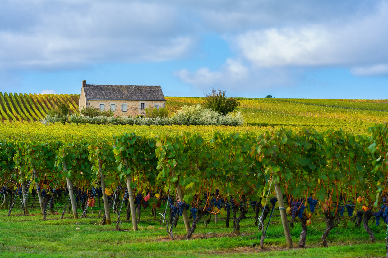 Les villages bourguignons qui produisent les vins les plus élégants
