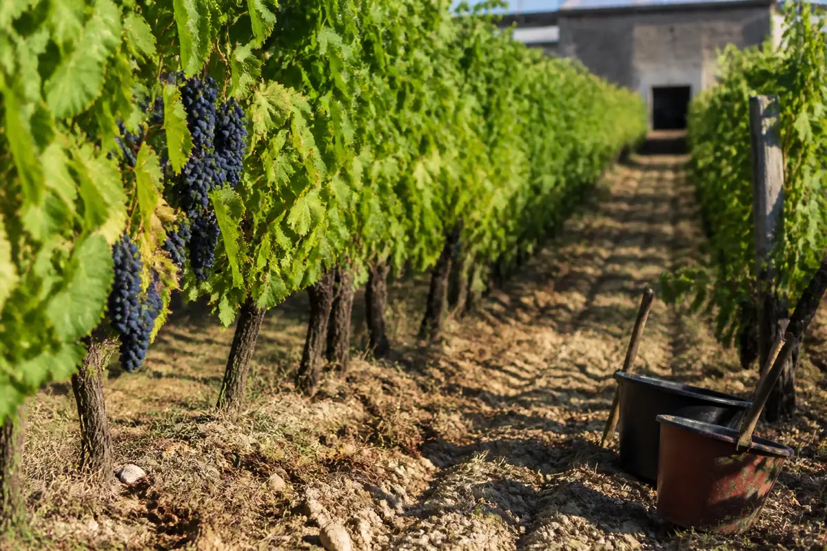 Pessac-Léognan : tout savoir sur l’appellation et ses vins